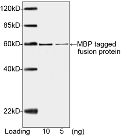 MBP Tag Antibody - Western blot of MBP-tagged fusion protein using MBP-tag Antibody, mAb, Mouse (MBP-tag Antibody, mAb, Mouse, 1 ug/ml) The signal was developed with IRDye 800 Conjugated Goat Anti-Mouse IgG. Predicted Size: 58 kD Observed Size: 58 kD 