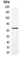 MBP Tag Antibody - Immunoprecipitation of MBP-tagged protein from HEK293T cells transfected with vector overexpressing MBP tag; using Anti-MBP-tag Antibody.