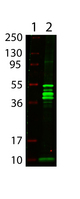 MBP Tag Antibody - Rb Anti-Maltose Binding Protein Antibody - Western Blot. Western Blot showing detection of Maltose Binding Protein (MBP) (0.05 ug) in Lane 2. MW markers indicated in Lane 1. Protein was run on a 4-20% gel and transferred to 0.45 micron nitrocellulose. After blocking with 1% BSA-TTBS (MB-013, diluted to 1X) 30 min at 20? Anti-MBP (RABBIT) antibody (p/n Anti-MALTOSE BINDING PROTEIN (MBP) EPITOPE TAG (RABBIT) Antibody) was used at 1:1000 overnight at 4?. Anti-Rabbit IgG (GOAT) IRDye800 conjugated antibody (p/n secondary antibody was used at 1:20000 in Blocking Buffer for Fluorescent Western Blot (p/n MB-070) for 30 min at 20? and imaged on the LiCor Odyssey imaging system. A band is present at the correct molecular weight, ~42 kD, the other bands present are recombinant MBP breakdown.