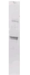 MBP Tag Antibody - Anti-Maltose Binding Protein (MBP) Epitope Tag Antibody - Western Blot. Anti-MBP epitope tag polyclonal antibody detects MBP-tagged recombinant proteins by western blot. Polyclonal rabbit-anti-MBP epitope tag at 0.5-1.0 ug/ml was used to detect 1.0 ug of recombinant protein containing the MBP epitope tag. The apparent molecular weight of this band is 42 kD. A minor band at corresponding to multimers of this protein is also evident. A 4-20% gradient gel was used to separate the protein by SDS-PAGE. The protein was transferred to nitrocellulose using standard methods. After blocking the membrane was probed with the primary antibody for 1 h at room temperature followed by washes and reaction with a 1:2500 dilution of IRDye 800 conjugated Gt-a-Rabbit IgG [H&L] (code for 30 min at room temperature. LICORs Odyssey Infrared Imaging System was used to scan and process the image. Other detection systems will yield similar results.