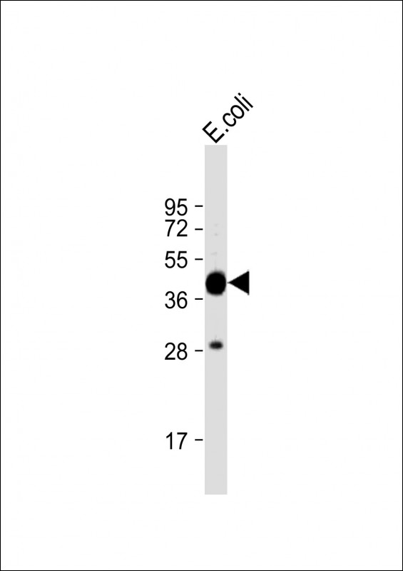 MBP Tag Antibody - Anti-MBP tag Antibody at 1:16000 dilution + E. coli lysate Lysates/proteins at 20 µg per lane. Secondary Goat Anti-Rabbit IgG, (H+L), Peroxidase conjugated at 1/10000 dilution. Predicted band size: 43 kDa Blocking/Dilution buffer: 5% NFDM/TBST.