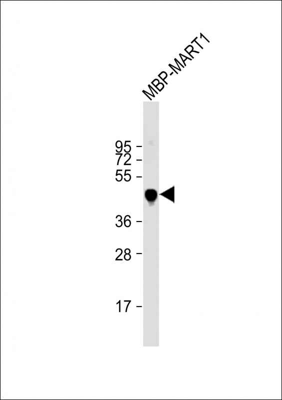 MBP Tag Antibody - Anti-MBP tag Antibody at 1:2000 dilution + Recombinant MBP MART1 lysate Lysates/proteins at 20 µg per lane. Secondary Goat Anti-Rabbit IgG, (H+L), Peroxidase conjugated at 1/10000 dilution. Predicted band size: 43 kDa Blocking/Dilution buffer: 5% NFDM/TBST.