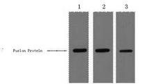 MBP Tag Antibody - Western Blot analysis of 0.5ug MBP fusion protein using MBP-Tag Monoclonal Antibody at dilution of 1) 1:3000 2) 1:5000 3) 1:10000.