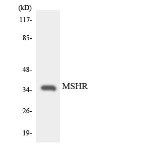 MC1R Antibody - Western blot analysis of the lysates from HepG2 cells using MSHR antibody.
