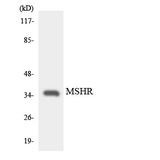 MC1R Antibody - Western blot analysis of the lysates from HepG2 cells using MSHR antibody.