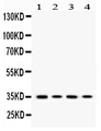 MC1R Antibody - Western blot - Anti-MC1 Receptor Picoband Antibody