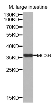 MC3R / MC3 Receptor Antibody - Western blot analysis of extracts of mouse large intestine tissue lysate, using MC3R antibody.