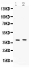 MC3R / MC3 Receptor Antibody - Western blot - Anti-MC3 Receptor Picoband Antibody