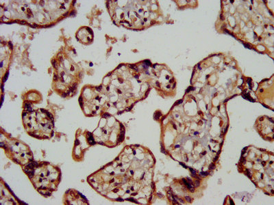 MC3R / MC3 Receptor Antibody - Immunohistochemistry image at a dilution of 1:200 and staining in paraffin-embedded human placenta tissue performed on a Leica BondTM system. After dewaxing and hydration, antigen retrieval was mediated by high pressure in a citrate buffer (pH 6.0) . Section was blocked with 10% normal goat serum 30min at RT. Then primary antibody (1% BSA) was incubated at 4 °C overnight. The primary is detected by a biotinylated secondary antibody and visualized using an HRP conjugated SP system.