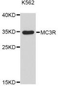 MC3R / MC3 Receptor Antibody - Western blot analysis of extracts of K-562 cells, using MC3R Antibody at 1:3000 dilution. The secondary antibody used was an HRP Goat Anti-Rabbit IgG (H+L) at 1:10000 dilution. Lysates were loaded 25ug per lane and 3% nonfat dry milk in TBST was used for blocking. An ECL Kit was used for detection and the exposure time was 90s.