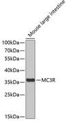 MC3R / MC3 Receptor Antibody - Western blot analysis of extracts of mouse large intestine using MC3R Polyclonal Antibody.