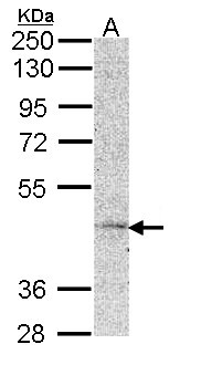 MC5R / MC5 Receptor Antibody - Sample (30 ug of whole cell lysate). A: Hela. 10% SDS PAGE. MC5R antibody diluted at 1:1000.