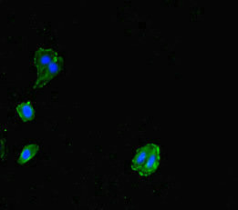 MCA32 Antibody - Immunofluorescent analysis of HepG-2 cells diluted at 1:100 and Alexa Fluor 488-congugated AffiniPure Goat Anti-Rabbit IgG(H+L)