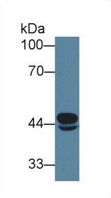 MCAD / ACADM Antibody - Western Blot; Sample: Mouse Heart lysate; Primary Ab: 1µg/ml Rabbit Anti-Mouse ACADM Antibody Second Ab: 0.2µg/mL HRP-Linked Caprine Anti-Rabbit IgG Polyclonal Antibody