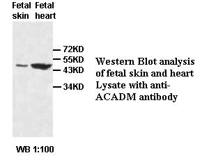 MCAD / ACADM Antibody