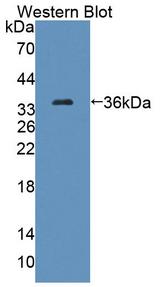MCAD / ACADM Antibody - Western Blot; Sample: Recombinant protein.