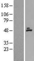 MCAD / ACADM Protein - Western validation with an anti-DDK antibody * L: Control HEK293 lysate R: Over-expression lysate