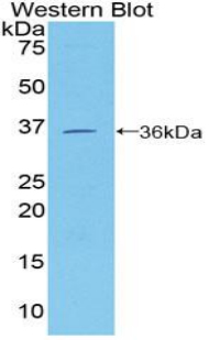 MCAM / CD146 Antibody - Western blot of recombinant MCAM / CD146.  This image was taken for the unconjugated form of this product. Other forms have not been tested.