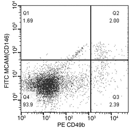 MCAM / CD146 Antibody - Flow cytometric analysis of Mouse MCAM(CD146) expression on BABL/c splenocytes. Cells were stained with FITC-conjugated anti-Mouse MCAM(CD146) and PE conjugated anti-mouse CD49b (BD Pharmingen Cat. No. 558759). The dot plots were derived from events with the forward and side light-scatter characteristics of intact cells.