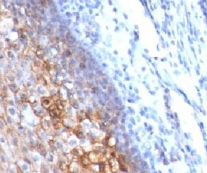 MCAM / CD146 Antibody - IHC testing of human tonsil and CD146 antibody (clone CDLA146).  This image was taken for the unmodified form of this product. Other forms have not been tested.