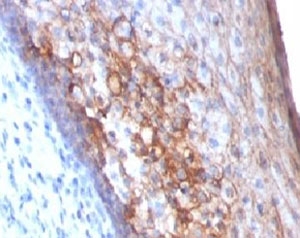 MCAM / CD146 Antibody - Formalin-fixed, paraffin-embedded human tonsil stained with MCAM antibody (MCAM/1101).  This image was taken for the unmodified form of this product. Other forms have not been tested.