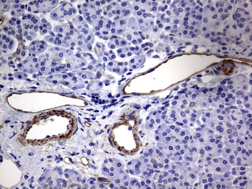 MCAM / CD146 Antibody - IHC of paraffin-embedded Human pancreas tissue using anti-MCAM mouse monoclonal antibody. (Heat-induced epitope retrieval by 1 mM EDTA in 10mM Tris, pH9.0, 120°C for 3min).