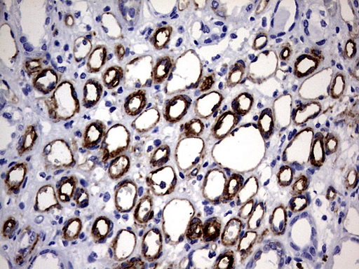MCAM / CD146 Antibody - IHC of paraffin-embedded Human Kidney tissue using anti-MCAM mouse monoclonal antibody. (Heat-induced epitope retrieval by 1 mM EDTA in 10mM Tris, pH9.0, 120°C for 3min).