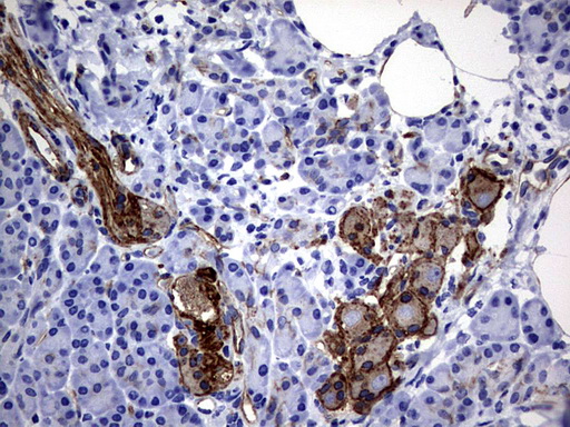 MCAM / CD146 Antibody - IHC of paraffin-embedded Human pancreas tissue using anti-MCAM mouse monoclonal antibody. (Heat-induced epitope retrieval by 1 mM EDTA in 10mM Tris, pH9.0, 120°C for 3min).