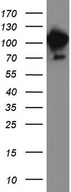 MCAM / CD146 Antibody - Western blot analysis of HEK293 cell lysate. (35ug) by using anti-MCAM monoclonal antibody.