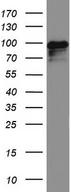MCAM / CD146 Antibody - Western blot analysis of MALME3M cell lysate. (35ug) by using anti-MCAM monoclonal antibody.