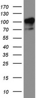 MCAM / CD146 Antibody - Western blot analysis of Hela cell lysate. (35ug) by using anti-MCAM monoclonal antibody.