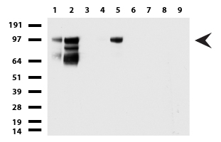 MCAM / CD146 Antibody - Western blot of cell lysates. (35ug) from 9 different cell lines. (1: HepG2, 2: HeLa, 3: SV-T2, 4: A549. 5: COS7, 6: Jurkat, 7: MDCK, 8: PC-12, 9: MCF7). Diluation: 1:500
