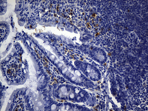 MCAM / CD146 Antibody - Immunohistochemical staining of paraffin-embedded mouse ascending colon tissue using anti-CD146 clone UMAB155 mouse monoclonal antibody. (Heat-induced epitope retrieval by 1mM EDTA in 10mM Tris buffer. (pH8.5) at 120°C for 3 min. (1:300).