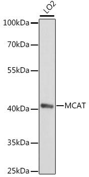 MCAT Antibody - Western blot analysis of extracts of LO2 cells using MCAT Polyclonal Antibody at dilution of 1:1000.