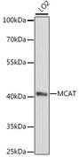 MCAT Antibody - Western blot analysis of extracts of LO2 cells using MCAT Polyclonal Antibody at dilution of 1:1000.