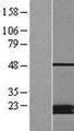 MCAT Protein - Western validation with an anti-DDK antibody * L: Control HEK293 lysate R: Over-expression lysate