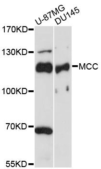 MCC Antibody - Western blot analysis of extracts of various cell lines, using MCC antibody at 1:3000 dilution. The secondary antibody used was an HRP Goat Anti-Rabbit IgG (H+L) at 1:10000 dilution. Lysates were loaded 25ug per lane and 3% nonfat dry milk in TBST was used for blocking. An ECL Kit was used for detection and the exposure time was 30s.