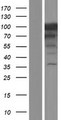 MCC Protein - Western validation with an anti-DDK antibody * L: Control HEK293 lysate R: Over-expression lysate