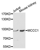 MCCC1 Antibody - Western blot analysis of extracts of various cell lines, using MCCC1 antibody at 1:1000 dilution. The secondary antibody used was an HRP Goat Anti-Rabbit IgG (H+L) at 1:10000 dilution. Lysates were loaded 25ug per lane and 3% nonfat dry milk in TBST was used for blocking. An ECL Kit was used for detection and the exposure time was 90s.