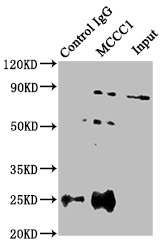 MCCC1 Antibody - Immunoprecipitating MCCC1 in HEK293 whole cell lysate Lane 1: Rabbit control IgG instead of MCCC1 Antibody in HEK293 whole cell lysate.For western blotting, a HRP-conjugated Protein G antibody was used as the secondary antibody (1/2000) Lane 2: MCCC1 Antibody (8µg) + HEK293 whole cell lysate (500µg) Lane 3: HEK293 whole cell lysate (10µg)