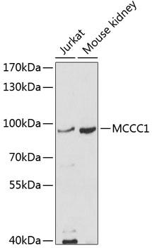 MCCC1 Antibody - Western blot analysis of extracts of various cell lines using MCCC1 Polyclonal Antibody at dilution of 1:1000.