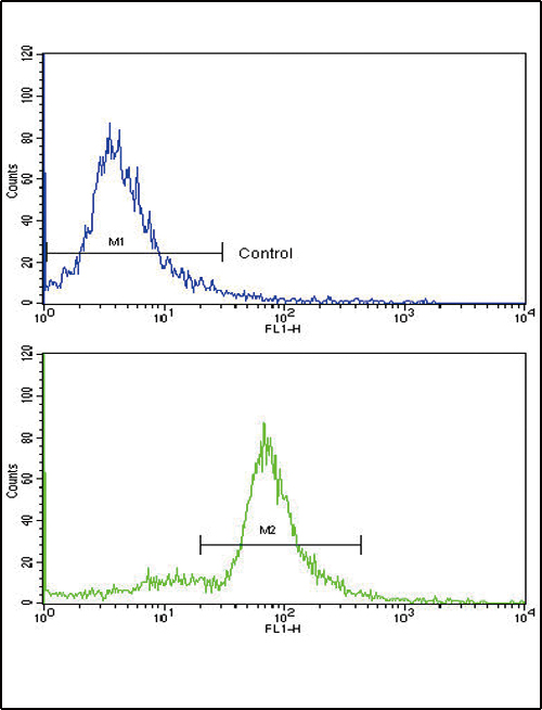 MCCC2 / MCCB Antibody - Flow cytometric of ATDC5 cells using MCCC2 Antibody (bottom histogram) compared to a negative control cell (top histogram). FITC-conjugated goat-anti-rabbit secondary antibodies were used for the analysis.