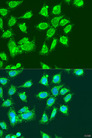MCCC2 / MCCB Antibody - Immunofluorescence analysis of U2OS cells using MCCC2 antibody at dilution of 1:100. Blue: DAPI for nuclear staining.