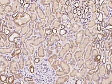 MCCC2 / MCCB Antibody - Immunochemical staining of human MCCC2 in human kidney with rabbit polyclonal antibody at 1:100 dilution, formalin-fixed paraffin embedded sections.