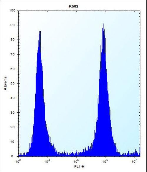MCF2 / DBL Antibody - MCF2 Antibody flow cytometry of K562 cells (right histogram) compared to a negative control cell (left histogram). FITC-conjugated donkey-anti-rabbit secondary antibodies were used for the analysis.