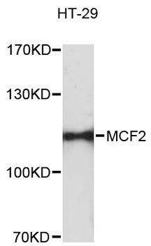 MCF2 / DBL Antibody - Western blot analysis of extracts of HT-29 cells, using MCF2 antibody at 1:3000 dilution. The secondary antibody used was an HRP Goat Anti-Rabbit IgG (H+L) at 1:10000 dilution. Lysates were loaded 25ug per lane and 3% nonfat dry milk in TBST was used for blocking. An ECL Kit was used for detection and the exposure time was 10s.