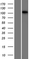 MCF2 / DBL Protein - Western validation with an anti-DDK antibody * L: Control HEK293 lysate R: Over-expression lysate