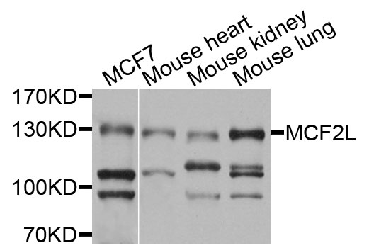 MCF2L / DBS Antibody - Western blot analysis of extracts of various cells.