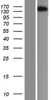 MCF2L / DBS Protein - Western validation with an anti-DDK antibody * L: Control HEK293 lysate R: Over-expression lysate