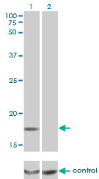 MCFD2 Antibody - Western blot of MCFD2 over-expressed 293 cell line, cotransfected with MCFD2 Validated Chimera RNAi (Lane 2) or non-transfected control (Lane 1). Blot probed with MCFD2 monoclonal antibody, clone 3A5-G4. GAPDH ( 36.1 kD ) used as specific.